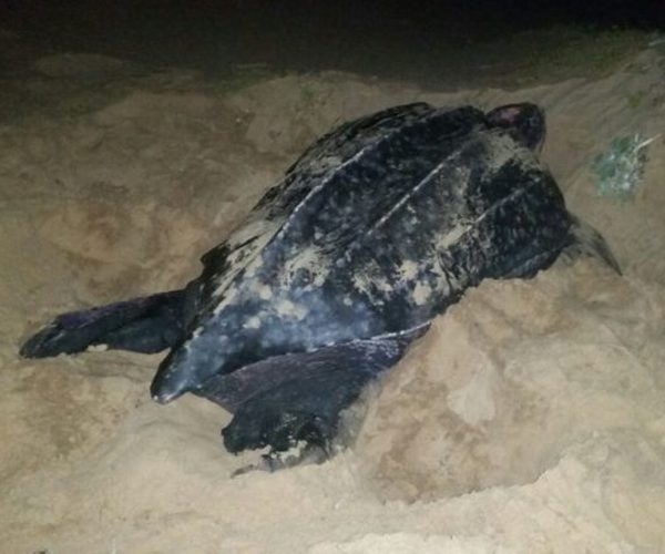 Turtle Tour 2